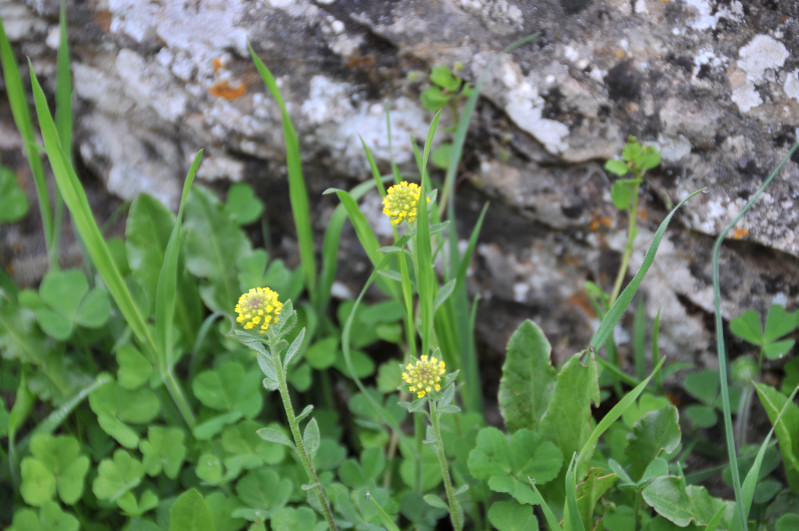 Ogliastra fiore giallo - Alyssum sp.